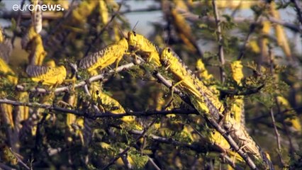 Саранча угрожает голодом Африке