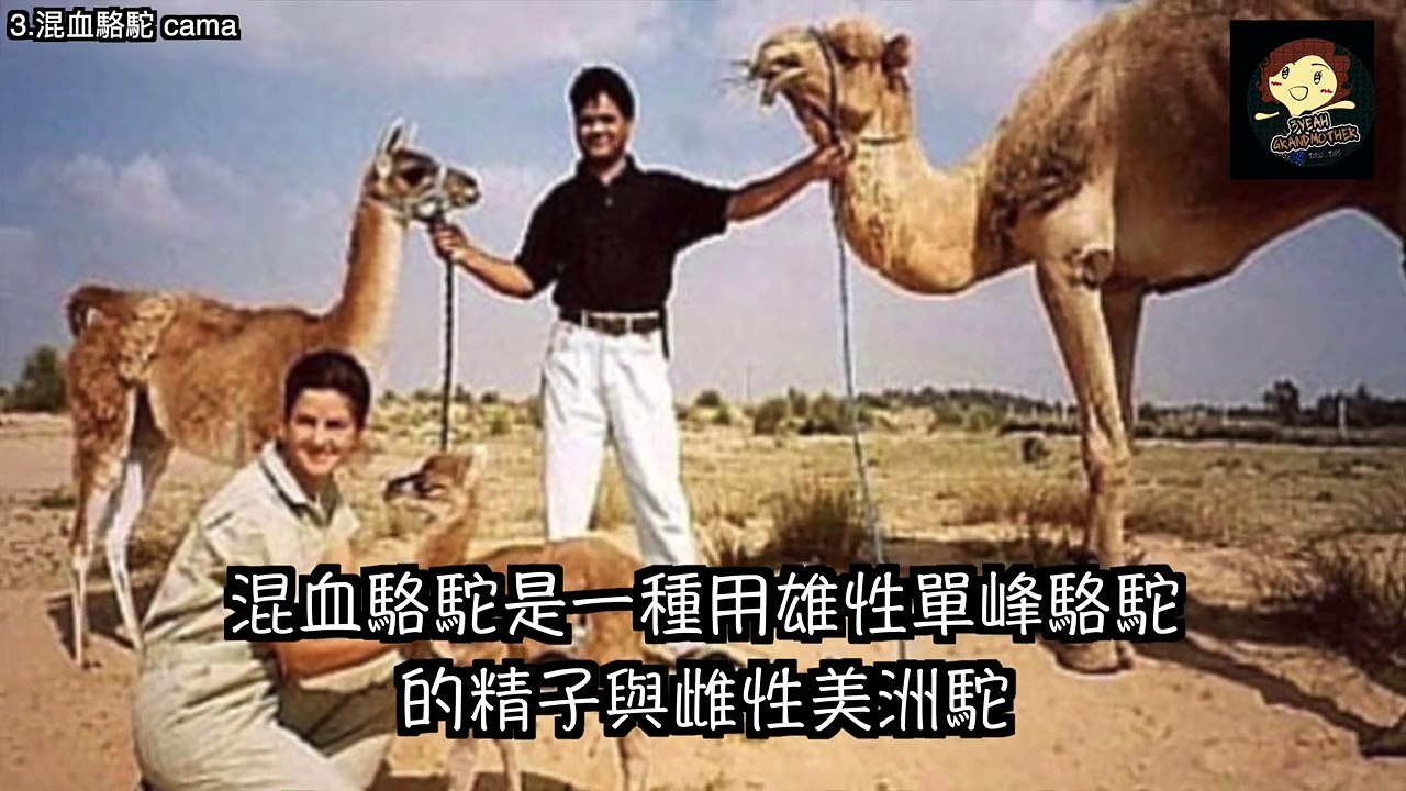 【五大 】5個 無法相信的雜種動物 ,Top 5 hybrid animals you won't believe exist － 三爺奶奶頻道