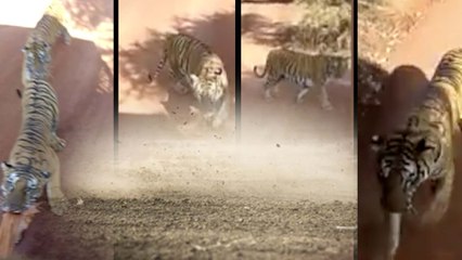 Tiger Chases Bus On Nandanvan Jungle Safari In Chhattisgarh | Oneindia Kannada