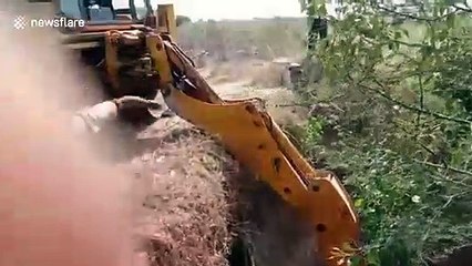 Blue bull craned out by its legs from 30-foot-deep dry well in western India
