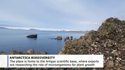 Antarctic vegetation survives under the ice