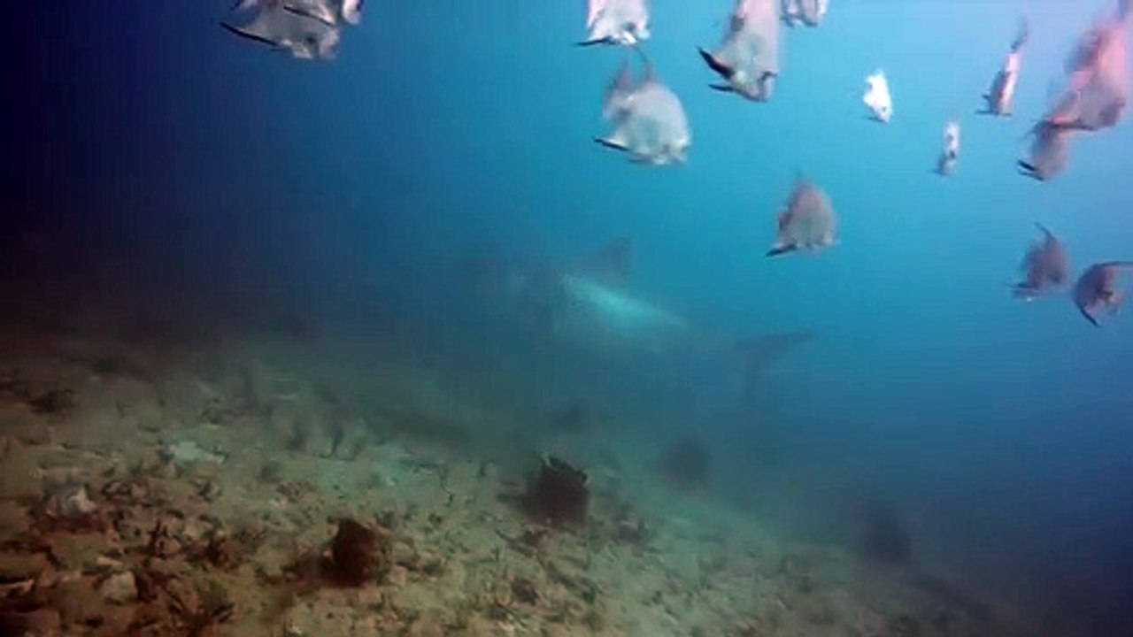 Florida Scuba Divers' Close Encounter With Great White Shark