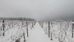 Western New York vineyards face major cold front