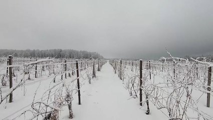 Western New York vineyards face major cold front