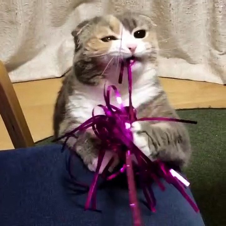 collection of cute cats #24