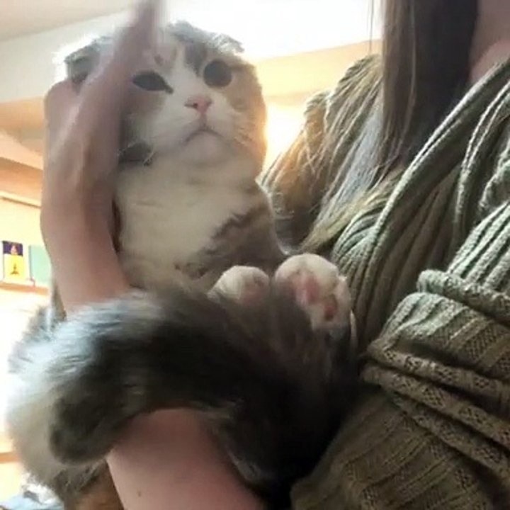 collection of cute cats #28