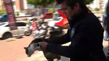 Garajda mahsur kalan kedinin 2 günlük esareti, dünya kediler gününde son buldu