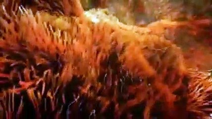 How to Get Pregnant | Pregnant Kaise Hote Hai | Easy Step { Updated 2020}