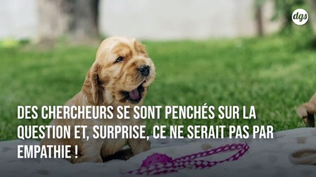 Les chiens imitent le bâillement des humains même quand il s'agit d'inconnus