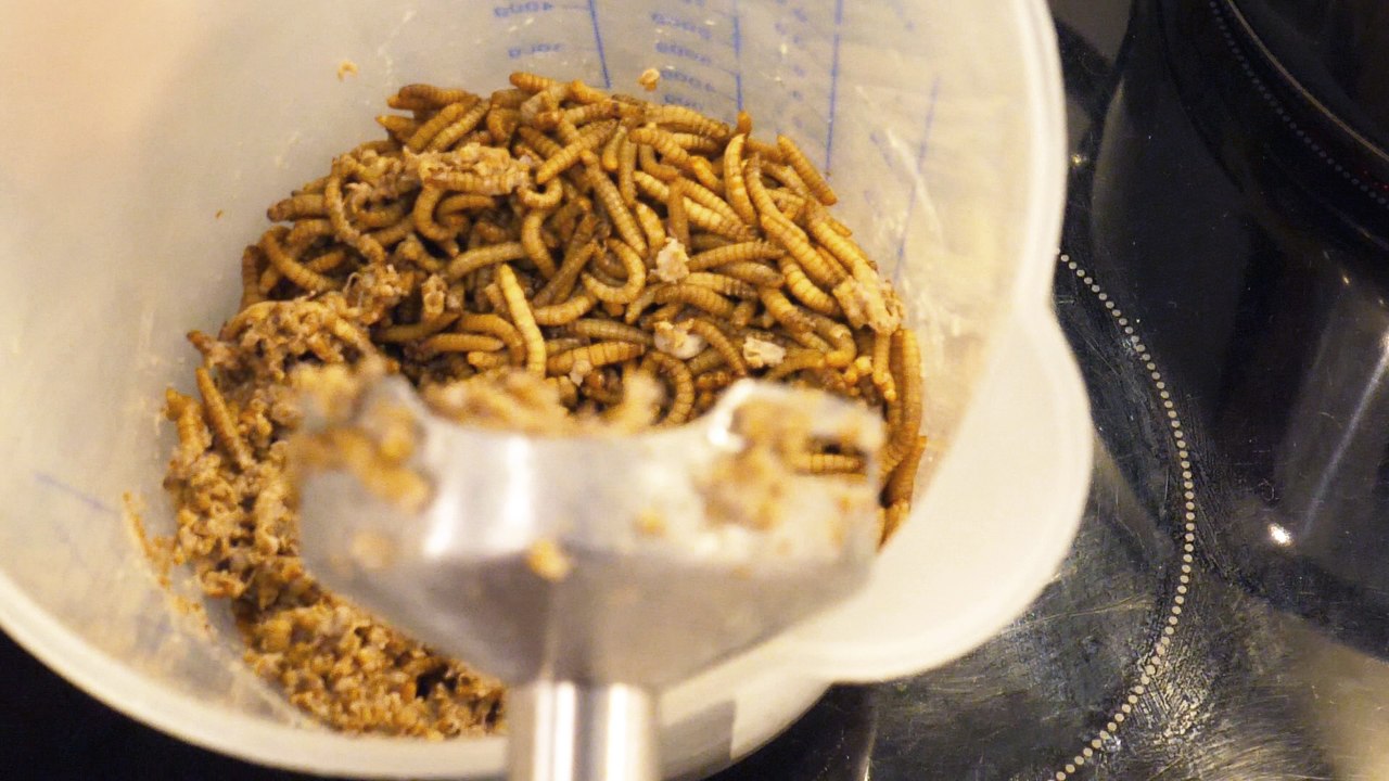 Selbstversuch: Kochen mit Insekten