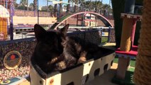 Vatandaşlar 'Dünya Kediler Günü'nde Miyav Park'ı ziyaret etti - MERSİN