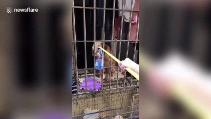 Chinese woman uses pole to feed golden retriever locked in neighbour's flat for six days
