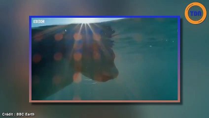 Des robots-animaux ont filmé une horrible vidéo d'un requin blanc en train de chasser