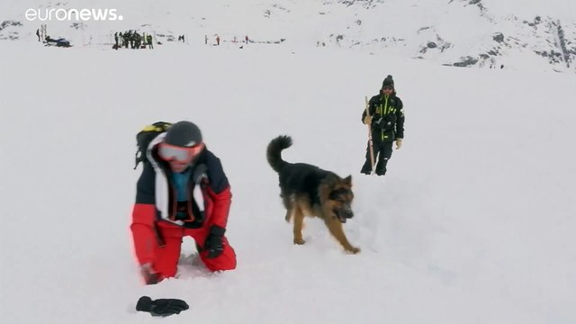 A Tignes, les entraînements sont intensifs pour les chiens d'avalanche