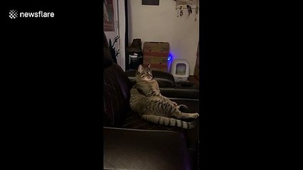 This human-like cat sits and watches Disney's 'Frozen 2' for an hour with his owner