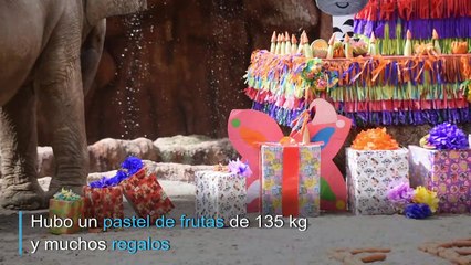 El festejo por los 59 años de la elefanta Trompita en Guatemala