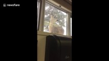 'Like a reverse zoo': Deer peers at students through windows at Canadian university