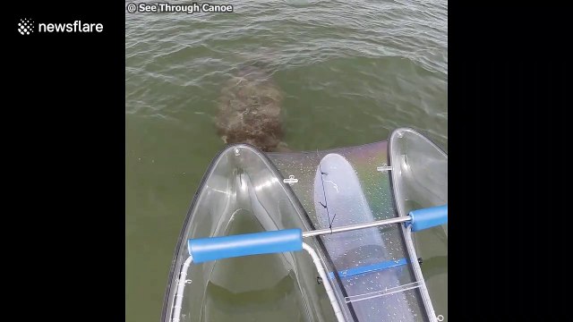 Man in a see through canoe witnesses dolphins swimming past a large group of manatees