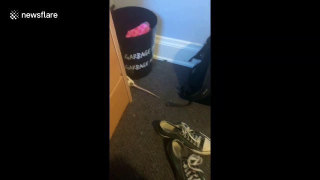 Brazen rat steals chicken leg right from owner's plate and scurries off