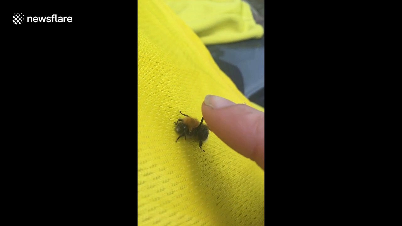 Bumble bee gives woman a 'high five' in UK