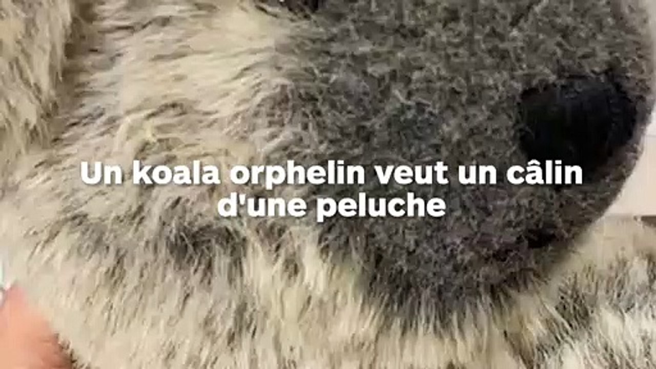 Un koala orphelin cajole une peluche comme sa maman