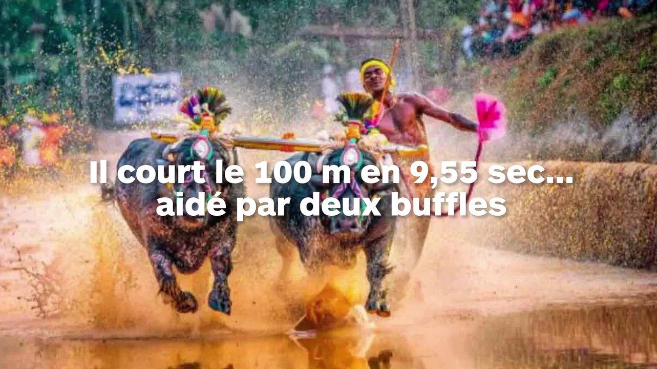 Il bat le record de vitesse du 100 mètres d'Usain Bolt...grâce à un buffle