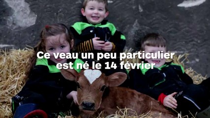 Ce veau né avec un cœur sur le front est né le jour de la Saint Valentin !