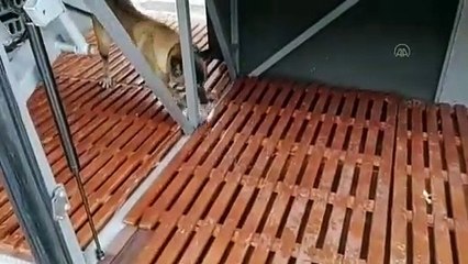 Otobüste 91 kilo 900 gram eroin ele geçirildi - BİTLİS