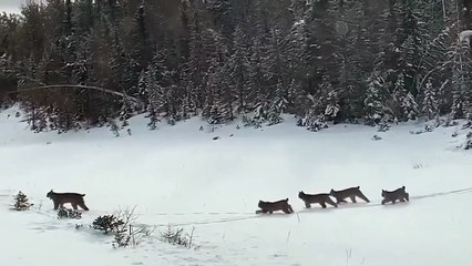 Une famille de lynx traverse l’autoroute sous leurs yeux