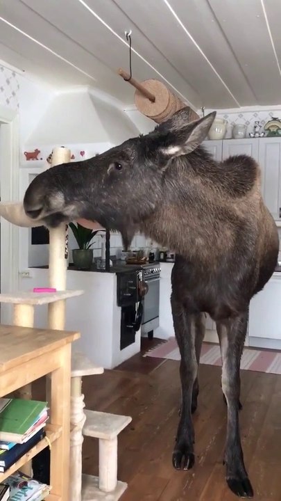 Ce canadien découvre un Elan en train de manger dans la cuisine