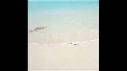 Ce requin est prêt à tout pour attraper sa proie... même à sortir de l'eau