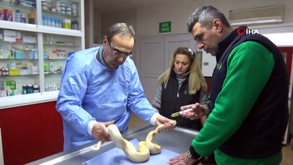 Midesinde Tümör Çıkan Piton Yılanı Ameliyat Edildi
