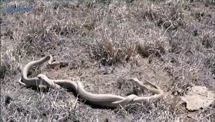 나주출장서비스 나주출장서비스O1Og2143g9131｛카톡VAS66｝ 나주출장마사지샵 나주출장안마on나주출장안마cos여3♪⇔∃마사지황형♥∉≪