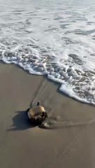 Waves Helps Tortoise Regain Its Balance