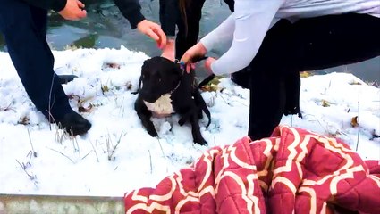 Officer saves dog from icy pond
