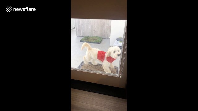 Well trained dog in Los Angeles wipes her paws before entering the house