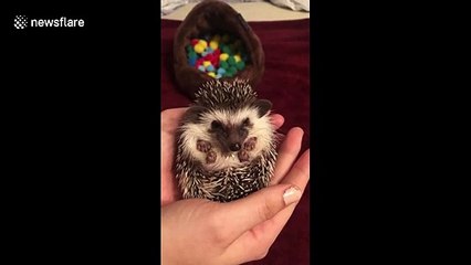 Adorable hedgehog enjoys a delicious worm