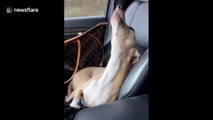 Howl for Florida! Dog howls with excitement on a road trip to Florida