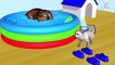 Learn Colors With Animal - Learn Colors with Wrong Colors Sport Shoes with Animals Name and Sound