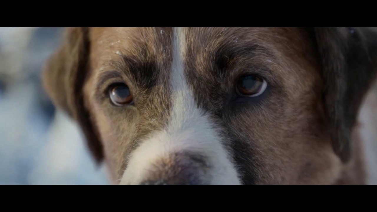 RUF DER WILDNIS Film - Trailer und Clips