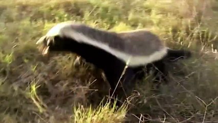Los Lobos e Incluso los Osos Le Tienen Miedo a Este Malvado