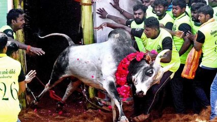 Salem Thammampatti Jallikattu 2020  | தம்மம்பட்டியில் ஜல்லிக்கட்டு கொண்டாட்டம்