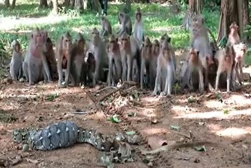 மலைப்பாம்பிடம் சிக்கிய குரங்கு கடைசியில் என்ன நடந்தது தெரியுமா? | Python Vs Monkeys | viral video