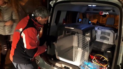 Yaralı ve hasta olan 2 kedi ve 3 köpek için gece yarısı seferber oldular