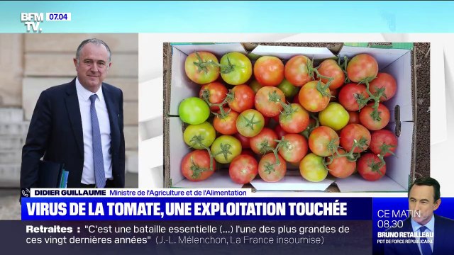 Virus de la tomate: le ministre de l'Agriculture assure que le foyer est circonscrit à une exploitation dans le Finistère