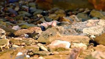 Amazing Capuchin Monkey Save Mouse To Snake Huntting Fail  Animal Save Animal