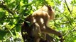 Amazing Boys Rescue Monkey From Python Hunting  Real Python Attack Monkey  Craziest Animal Fights