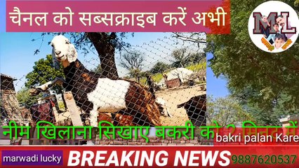 बकरी पालन करके करोड़ों कमाए bakri palan Karke pesa hi pesa kamai