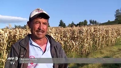 Heladas castigan con fuerza a campesinos del altiplano en Colombia