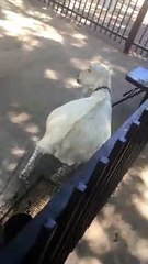 Goat Using Bunny Cage to Scratch Personal Itch
